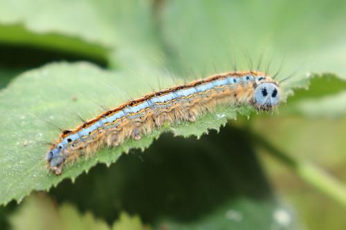 Malacosoma neustria